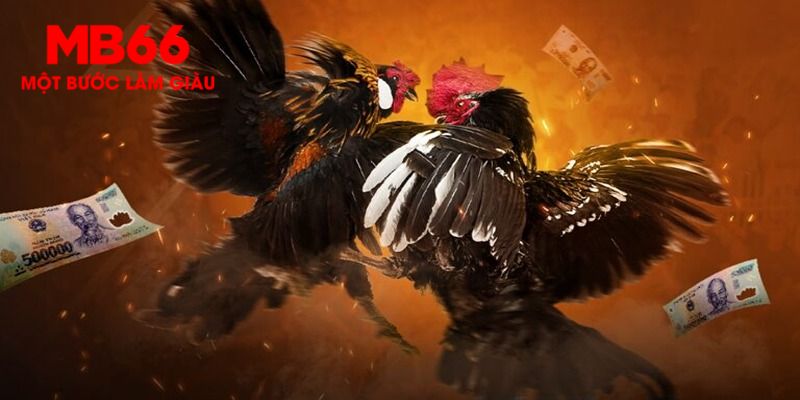 Đá gà WS168 MB66 - Tham Gia Sảnh Cược Gà Chất Nhất 2025 3 Lợi ích khi tham gia sảnh đá gà WS168 MB66