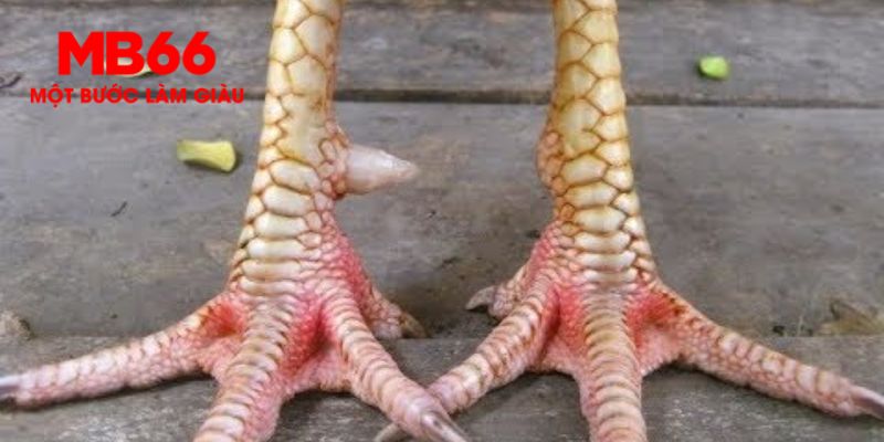 Vảy Gà Huyền Trâm Là Gì? Kinh Nghiệm Chọn Gà Đấu Tại MB66