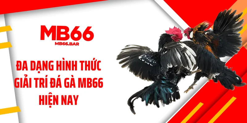Đa dạng hình thức giải trí đá gà MB66 hiện nay