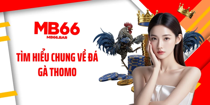 Tìm hiểu chung về đá gà Thomo