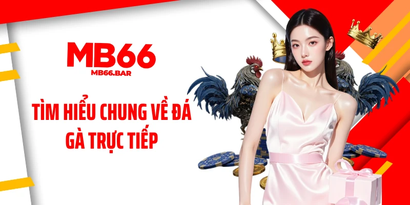 Tìm hiểu chung về đá gà trực tiếp