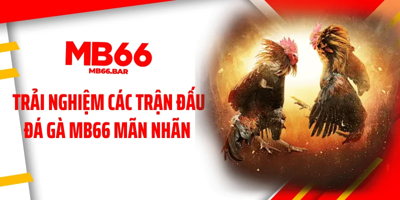Trải nghiệm các trận đấu đá gà MB66 mãn nhãn